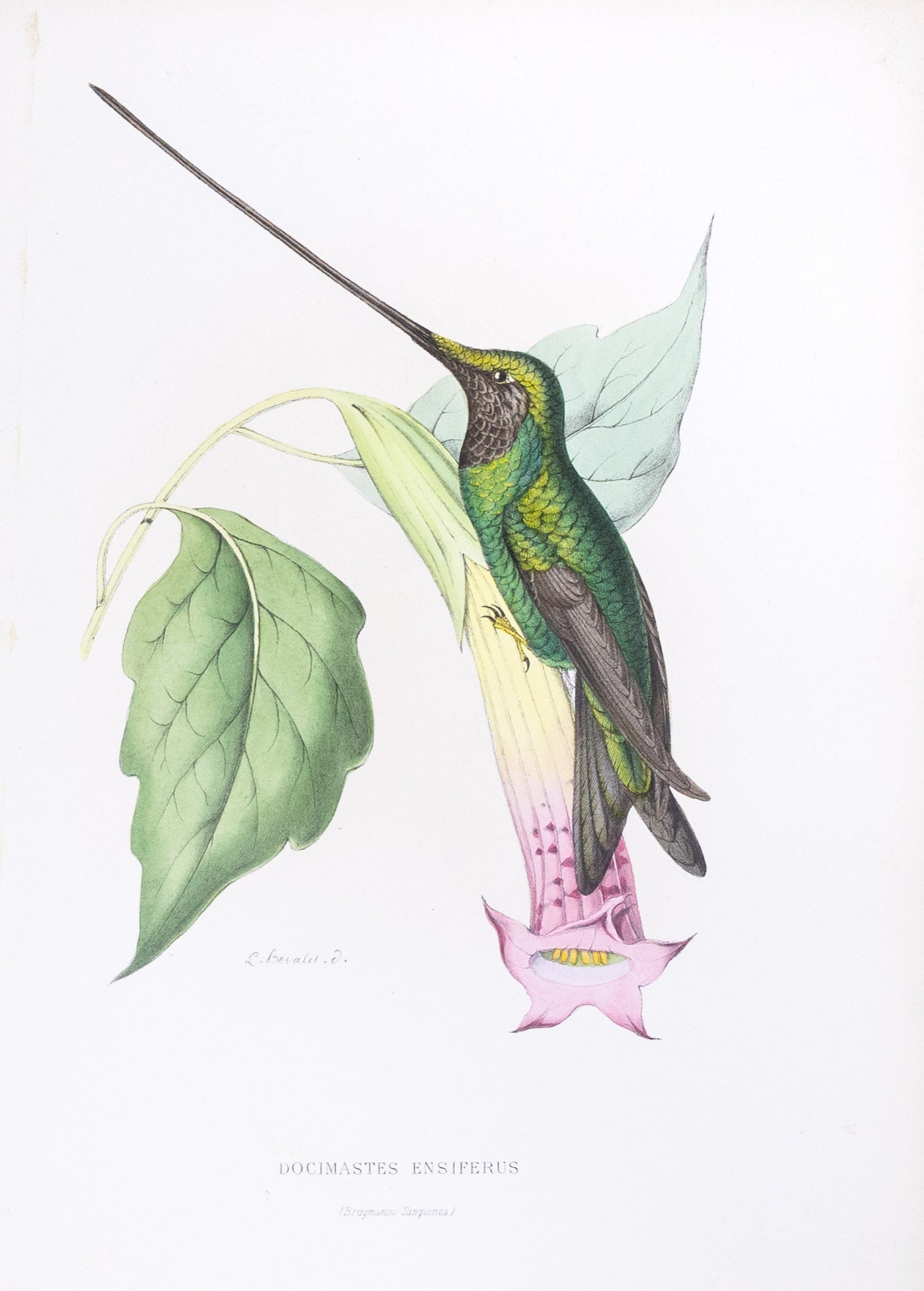 Mulsant & Verreaux. [Sword-billed Hummingbird] Docimastes Ensiferus. 1874.