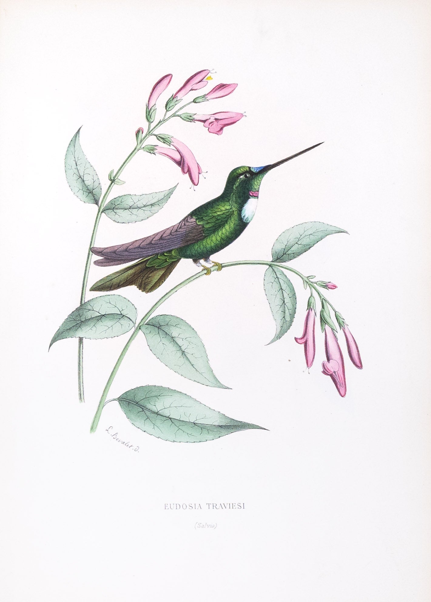 Mulsant & Verreaux. [Sword-billed Hummingbird] Eudosia Traveisi. 1874.