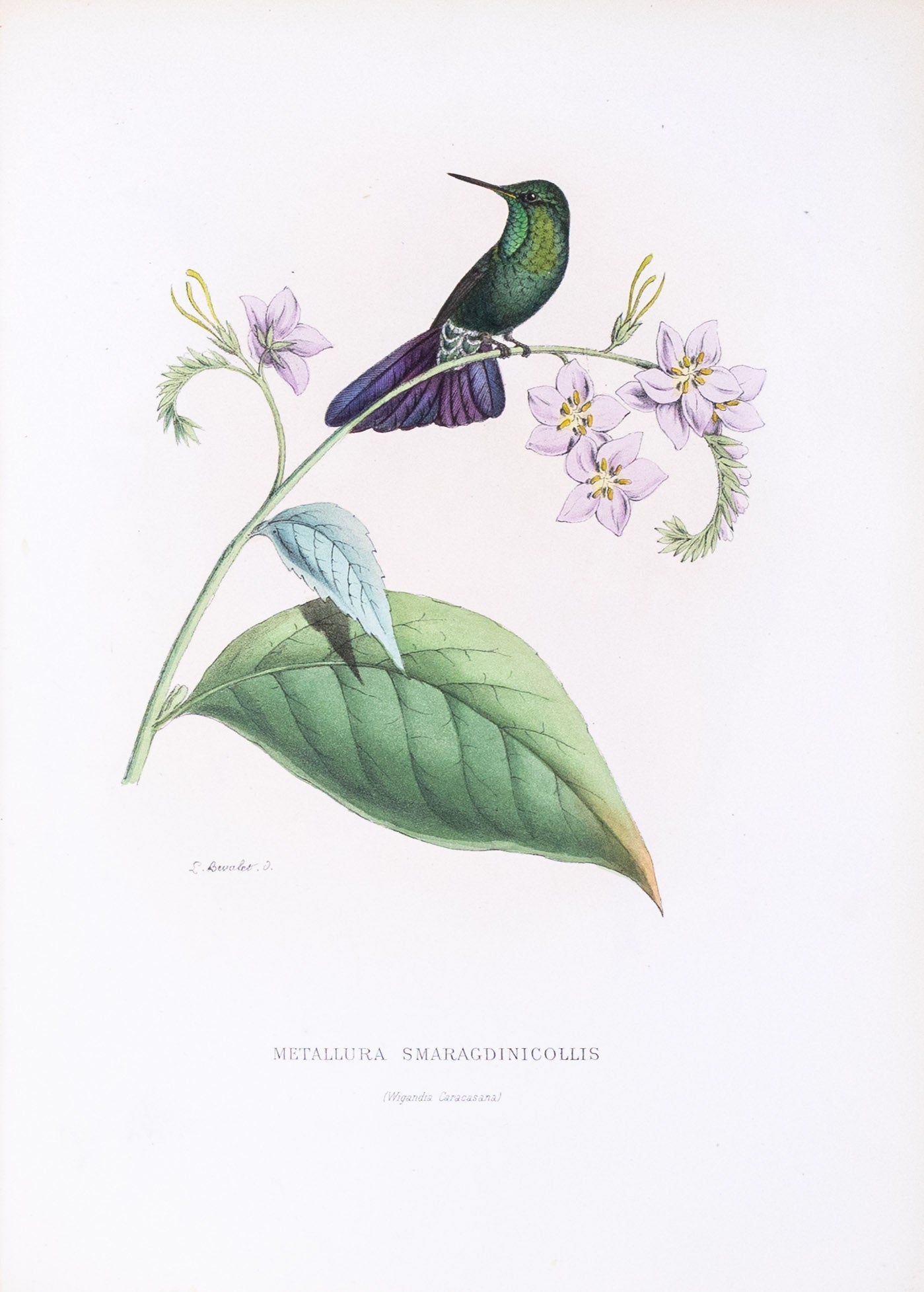 Mulsant & Verreaux. [Tyrian metaltail Hummingbird] Metallura Smaragdinicollis. 1874.
