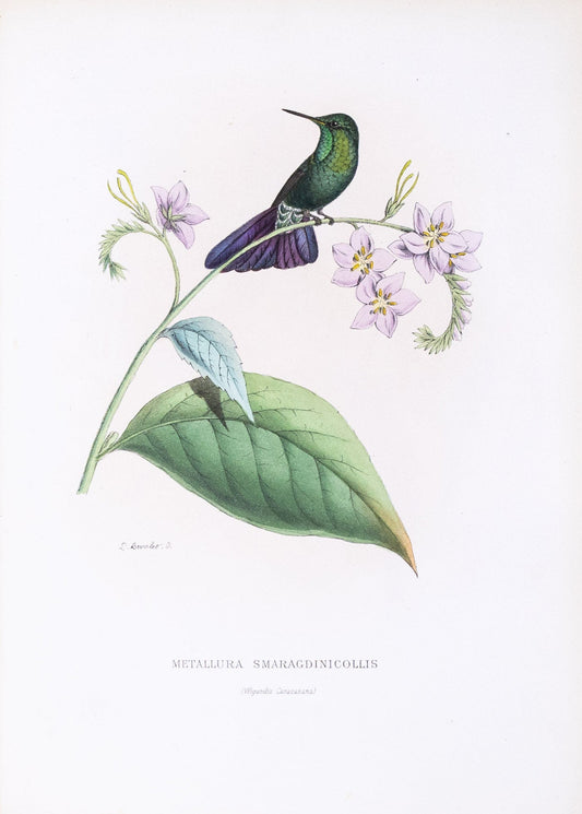 Mulsant & Verreaux. [Tyrian metaltail Hummingbird] Metallura Smaragdinicollis. 1874.