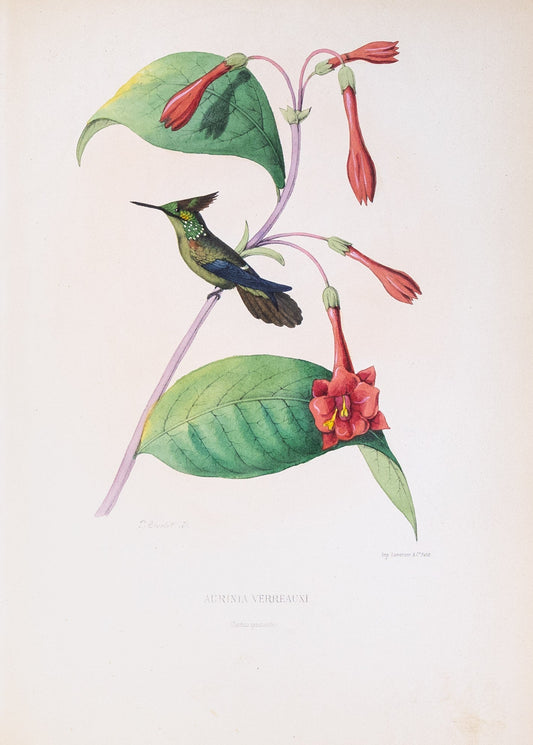 Mulsant & Verreaux. [Versicolored Emerald Hummingbird] Aurinia Verreauxi. 1874.