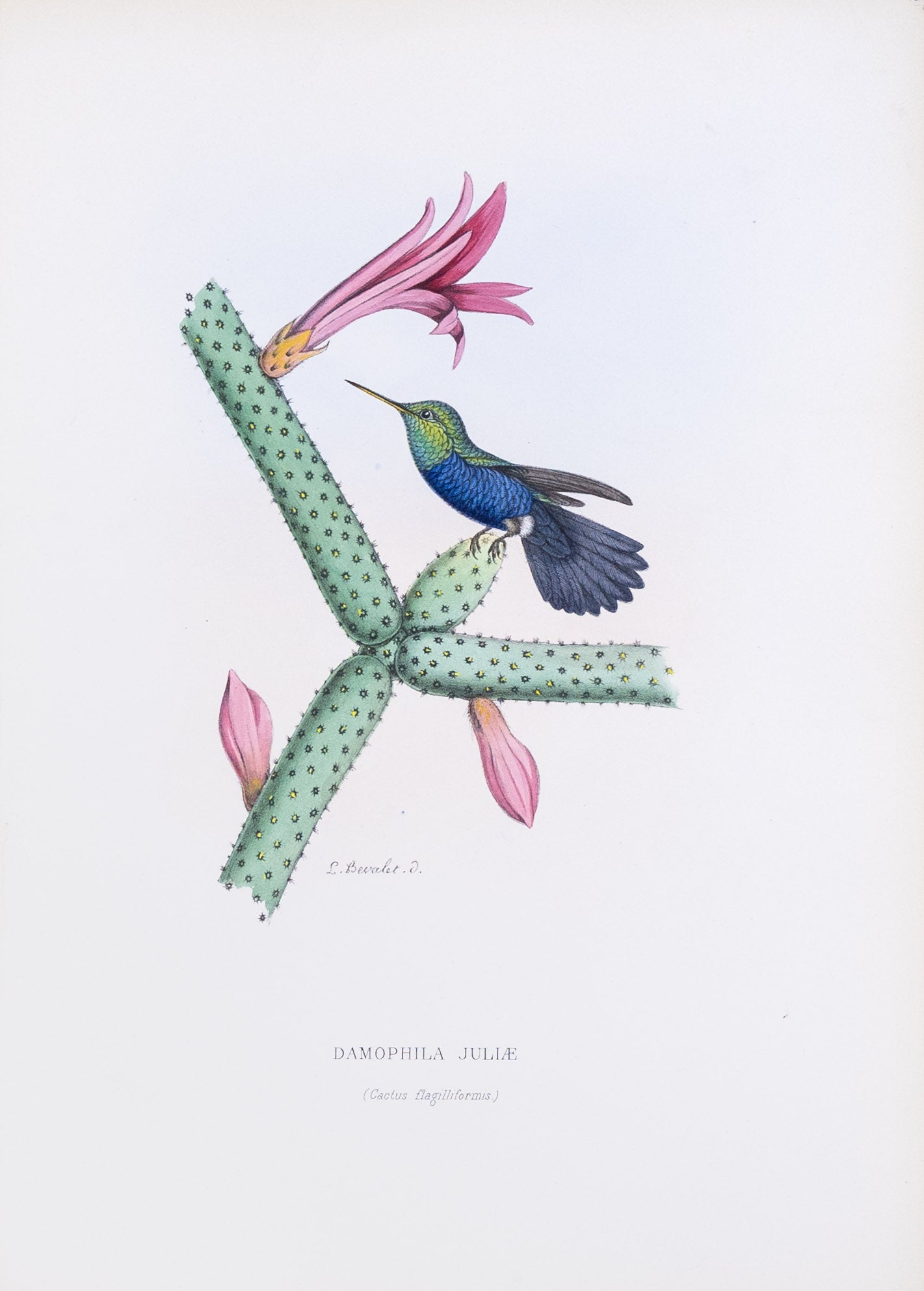 Mulsant & Verreaux. [Violet-bellied hummingbird] Damophila Juliæ. 1874.