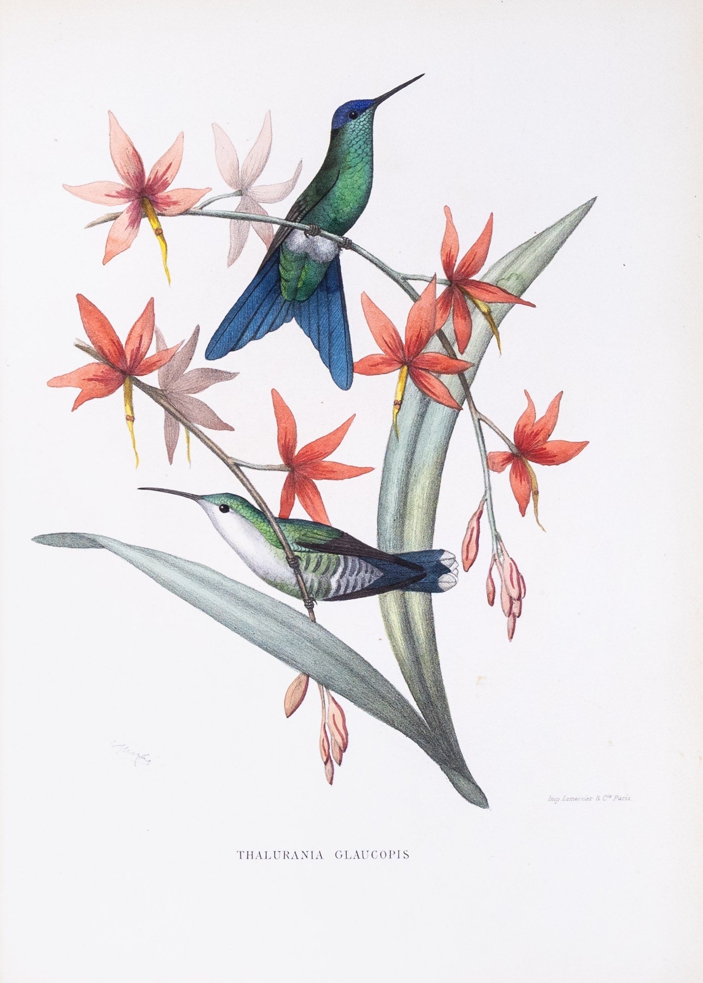 Mulsant & Verreaux. [Violet-capped woodnymph Hummingbird] Thalurania G ...