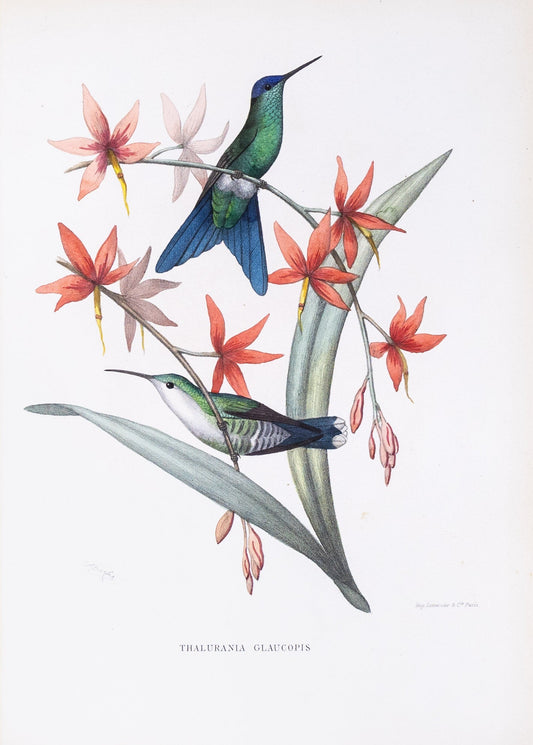 Mulsant & Verreaux. [Violet-capped woodnymph Hummingbird] Thalurania Glaucopis. 1874.