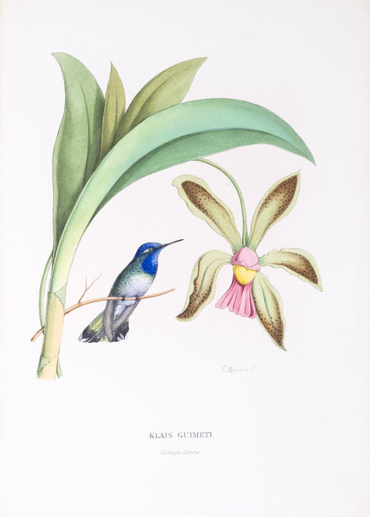 Mulsant & Verreaux. [Violet-headed Hummingbird] Klais Guimeti. 1874.