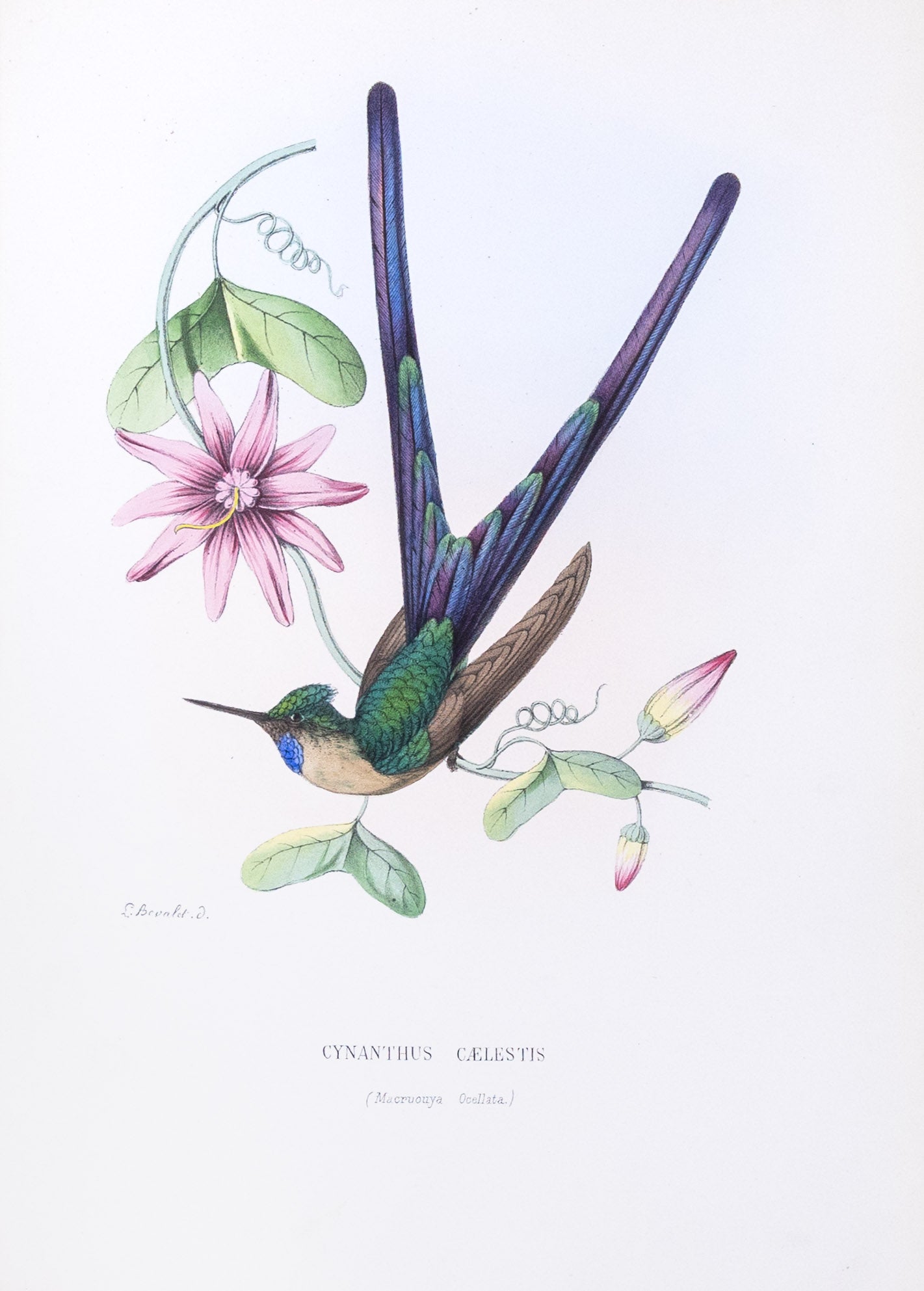 Mulsant & Verreaux. [Violet-tailed sylph Hummingbird] Cynanthus Cælestis. 1874.