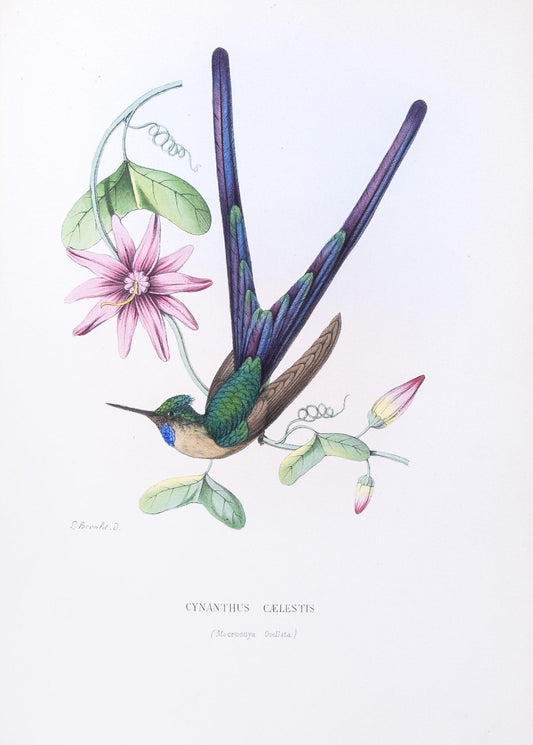 Mulsant & Verreaux. [Violet-tailed sylph Hummingbird] Cynanthus Cælestis. 1874.