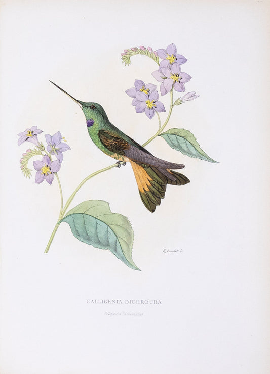 Mulsant & Verreaux. [Violet-throated starfrontlet Hummingbird] Calligenia Dichroura. 1874.