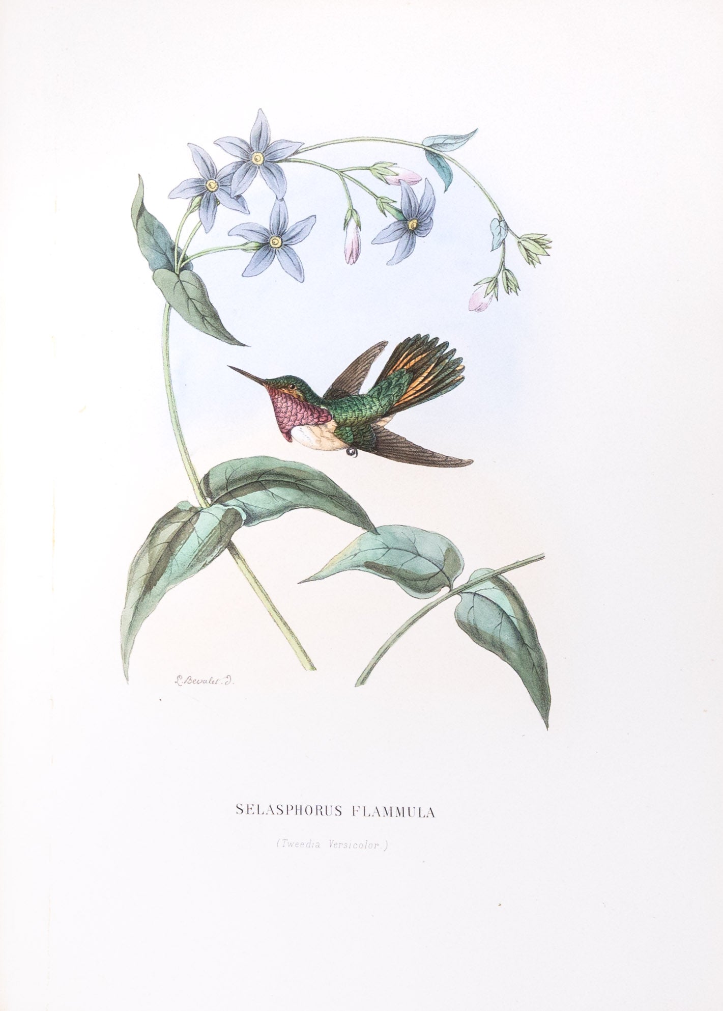 Mulsant & Verreaux. [Volcano Hummingbird] Selasphorus Flammula. 1874.