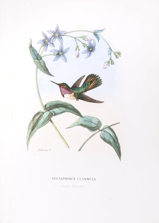 Mulsant & Verreaux. [Volcano Hummingbird] Selasphorus Flammula. 1874.