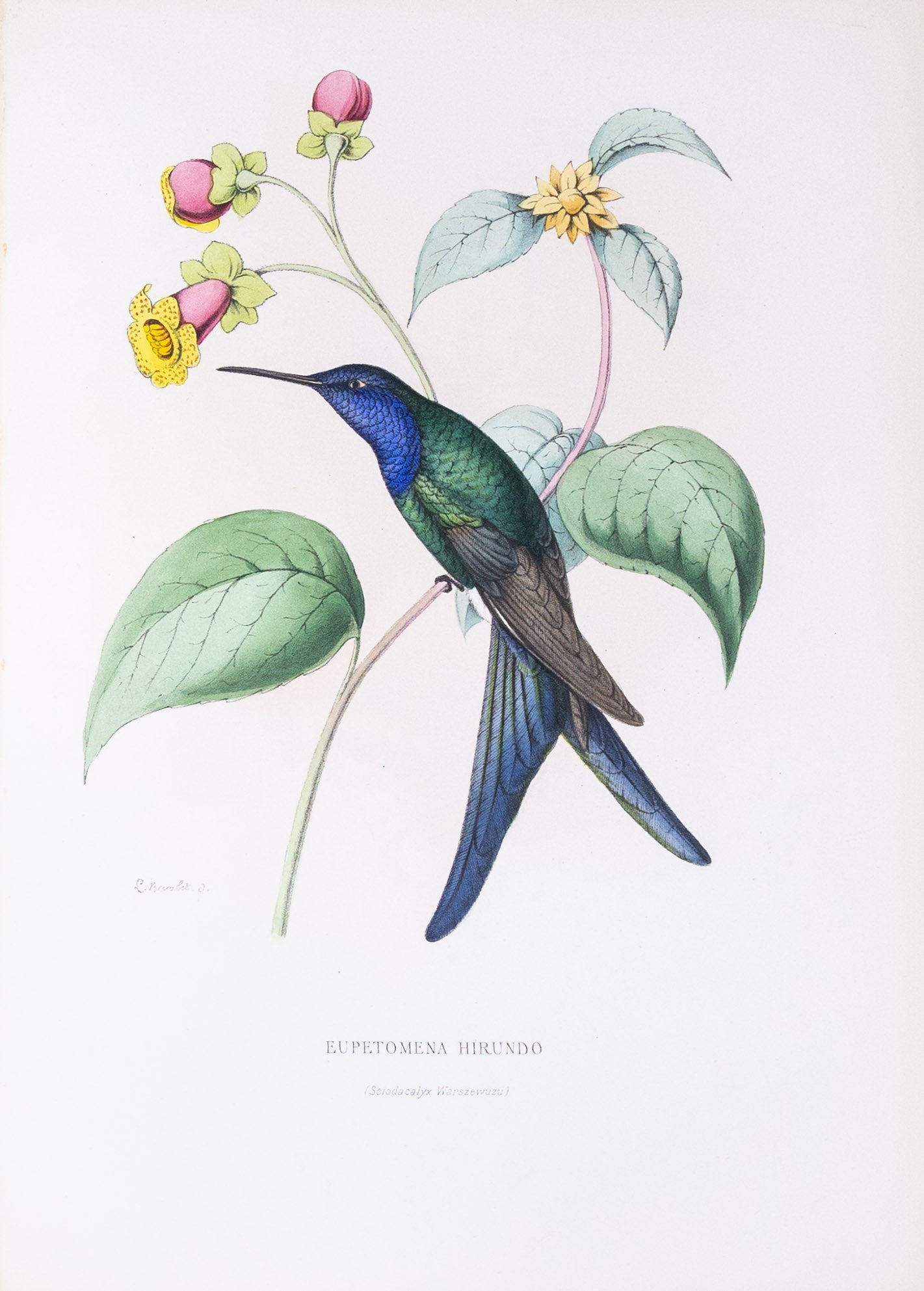 Mulsant & Verreaux. [Western swallow-tail Hummingbird] Eupetomena Hirundo. 1874.