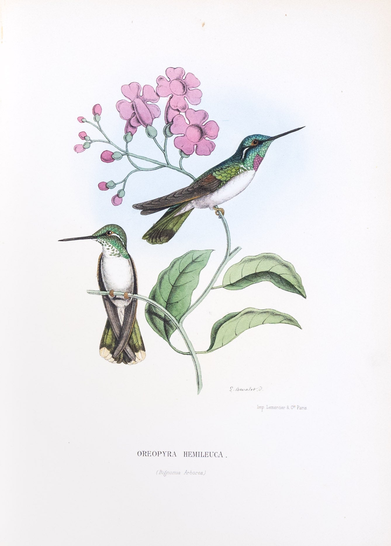 Mulsant & Verreaux. [White-bellied Cacique Hummingbird] Oreopyra Hemileuca. 1874.