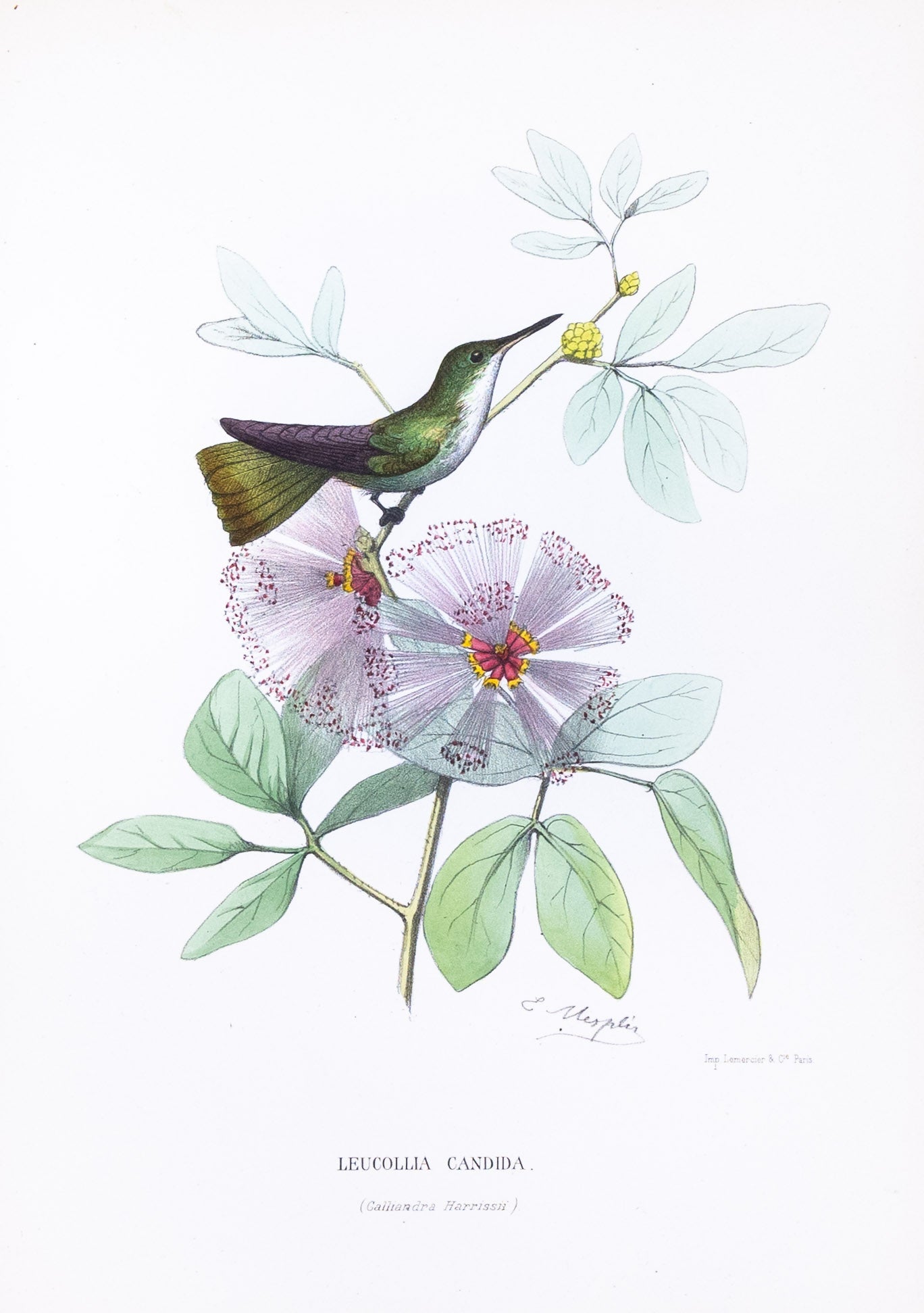 Mulsant & Verreaux. [White-bellied emerald Hummingbird] Leucollia Candida. 1874.