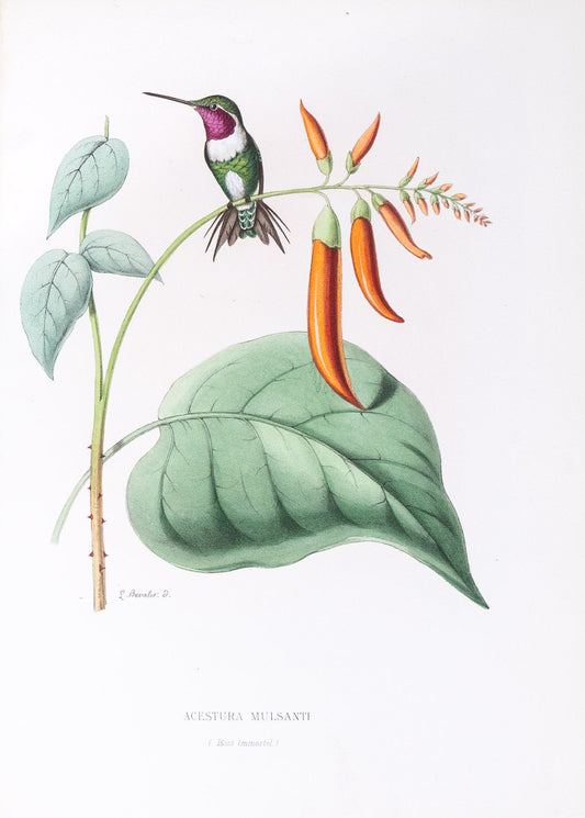 Mulsant & Verreaux. [White-bellied woodstar Hummingbird] Acestura Mulsanti. 1874.