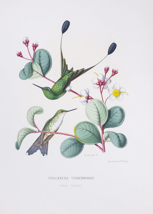 Mulsant & Verreaux. [White-booted Racket-tail Hummingbird] Steganura Underwoodi. 1874.