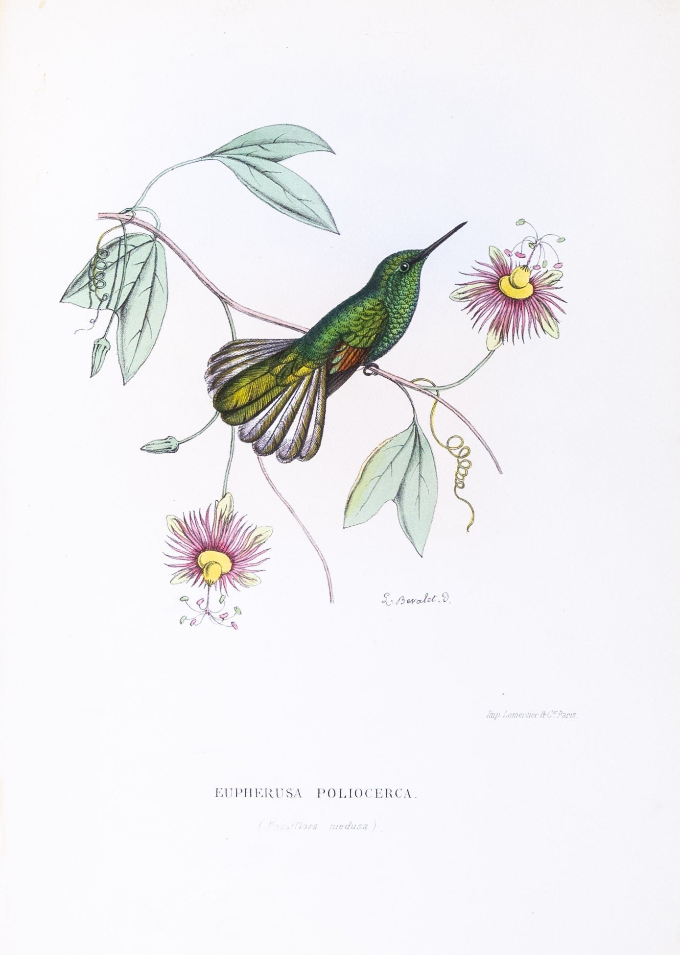 Mulsant & Verreaux. [White-tailed Hummingbird] Eupherusa Poliocerca. 1874.