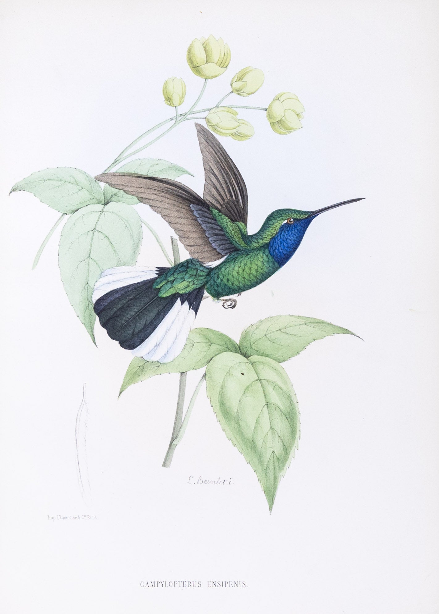 Mulsant & Verreaux. [White-tailed sabrewing Hummingbird] Campylopterus Ensipenis. 1874.