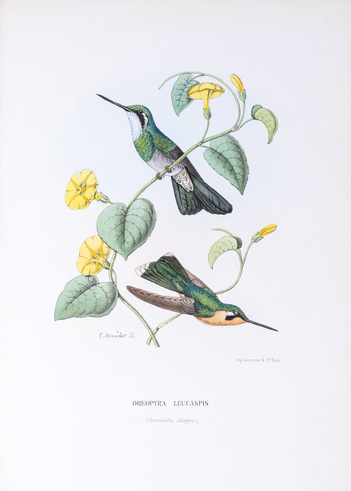 Mulsant & Verreaux. [White-throated Oreopyra Hummingbird] Oreopyra Leucaspis. 1874.