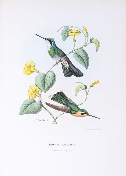 Mulsant & Verreaux. [White-throated Oreopyra Hummingbird] Oreopyra Leucaspis. 1874.