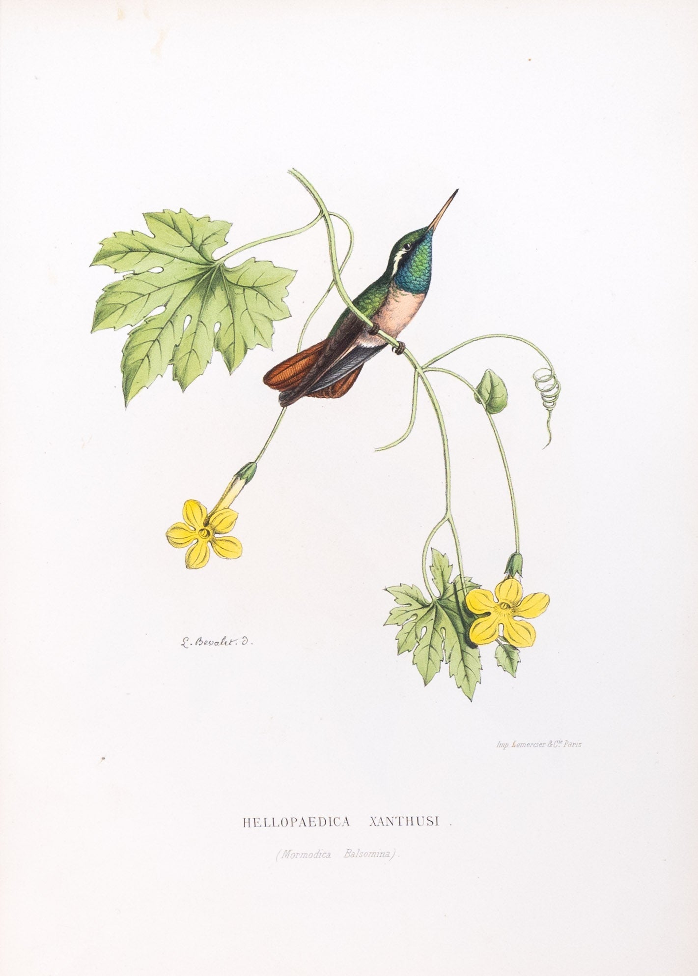 Mulsant & Verreaux. [Xantus's Hummingbird] Hellopaedica Xanthusi. 1874.