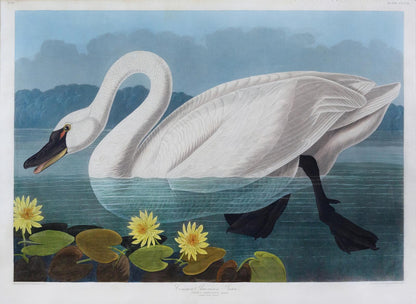John James Audubon (1785-1851), Plate CCCCXI Common American Swan