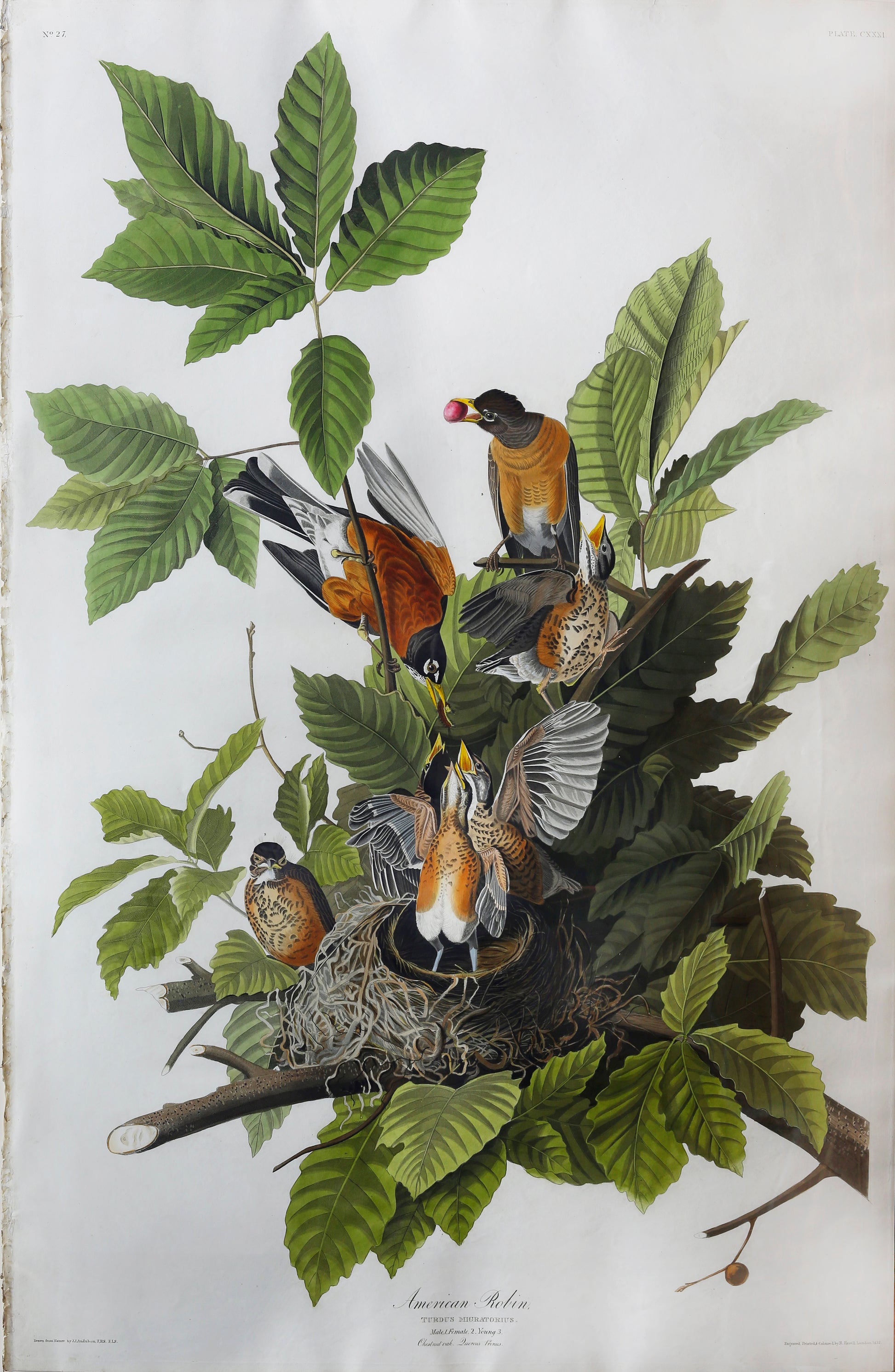 JOHN JAMES AUDUBON (1785-1851)  American Robin  from Birds of America  Engraved by Robert Havell (1793-1878)  Published: London, 1827-1838  Aquatint engraving with original hand coloring  Paper size: 38 3/8" x 25 1/2" 
