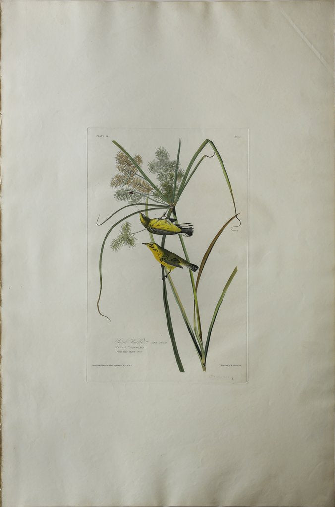 John James Audubon (1785-1851)  Plate XIV Prairie Warbler  from Birds of America  Engraved by Robert Havell (1793-1878)  Published: London, 1827-1838  Aquatint engraving with original hand coloring  Paper size: 38 1/2 x 25 1/2" 