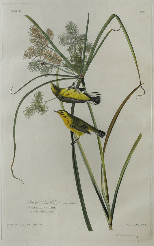 John James Audubon (1785-1851)  Plate XIV Prairie Warbler  from Birds of America  Engraved by Robert Havell (1793-1878)  Published: London, 1827-1838  Aquatint engraving with original hand coloring  Paper size: 38 1/2 x 25 1/2" 