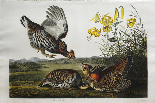 John James Audubon (1785-1851)  Plate CLXXXVI Pinnated Grouse  from Birds of America  Engraved by Robert Havell (1793-1878)  Published: London, 1827-1838  Aquatint engraving with original hand coloring  Paper size: 38 1/2 x 25 1/2" 
