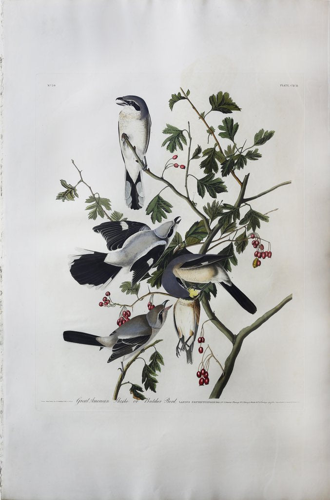 John James Audubon (1785-1851)  Plate CXCII Great Cinereous Shrike or Butcher Bird  from Birds of America  Engraved by Robert Havell (1793-1878)  Published: London, 1827-1838  Aquatint engraving with original hand coloring  Paper size: 38 1/2 x 25 1/2" 