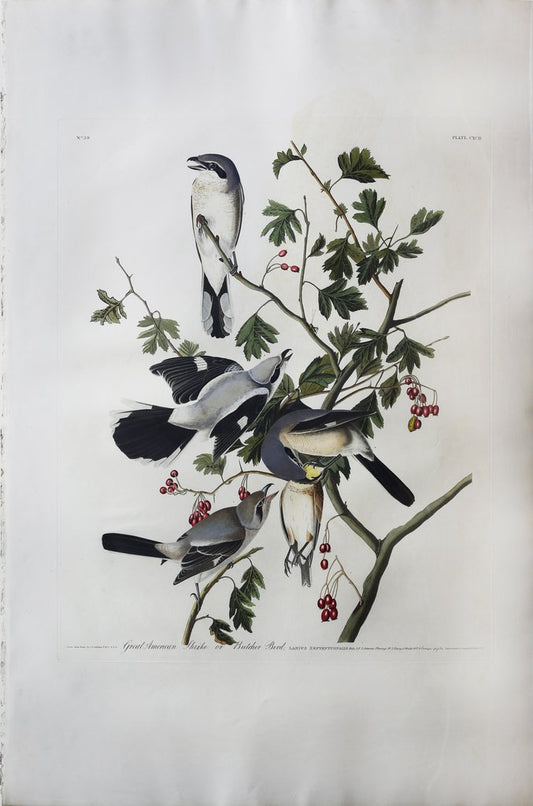 John James Audubon (1785-1851)  Plate CXCII Great Cinereous Shrike or Butcher Bird  from Birds of America  Engraved by Robert Havell (1793-1878)  Published: London, 1827-1838  Aquatint engraving with original hand coloring  Paper size: 38 1/2 x 25 1/2" 