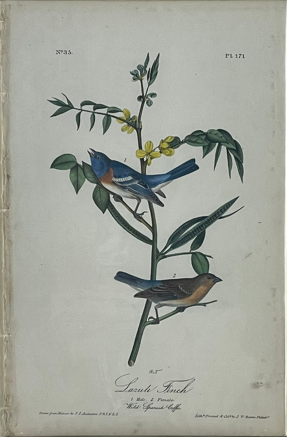 John James Audubon. Lazuli Finch. 1842 Octavo Ed.