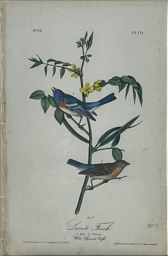 John James Audubon. Lazuli Finch. 1842 Octavo Ed.