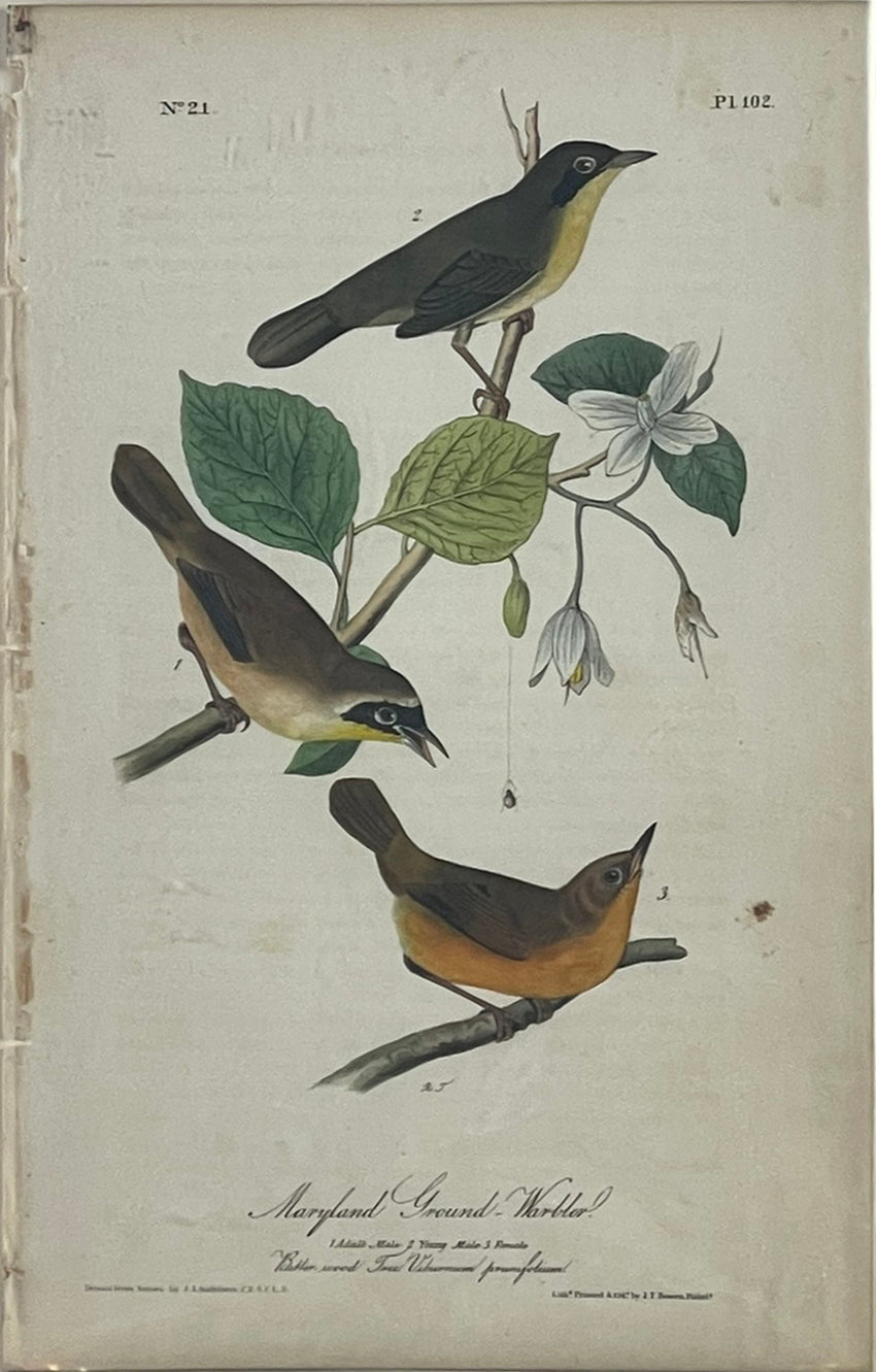 John James Audubon. Maryland Ground Warbler. 1842 Octavo Ed.