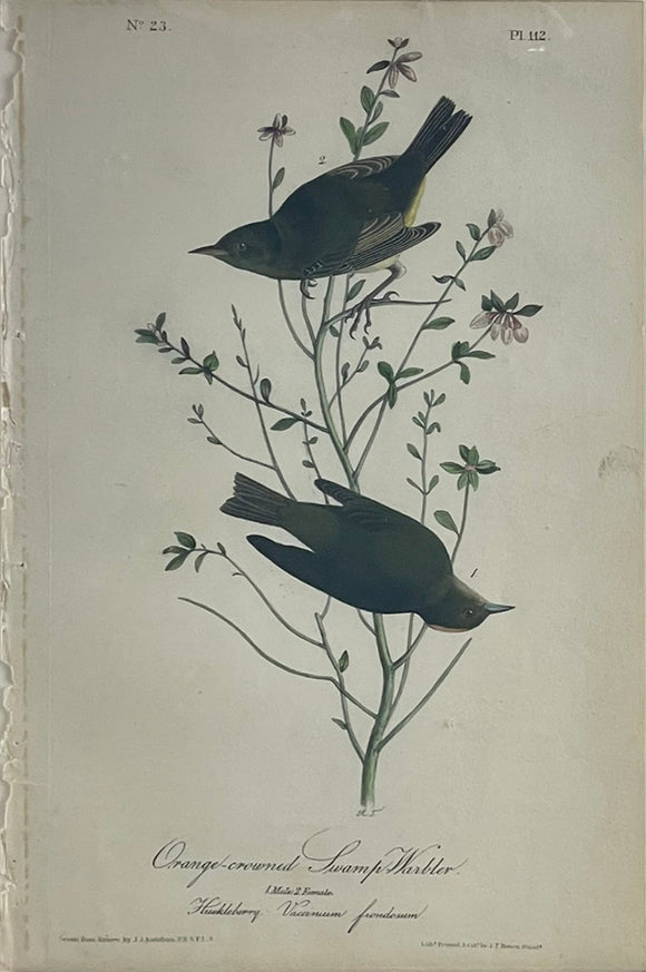 John James Audubon. Orange-Crowned Swamp Warbler. 1842 Octavo Ed.