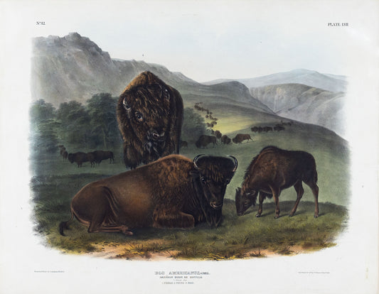 AUDUBON, John James (1785-1851), American Bison or Buffalo, Plate 57