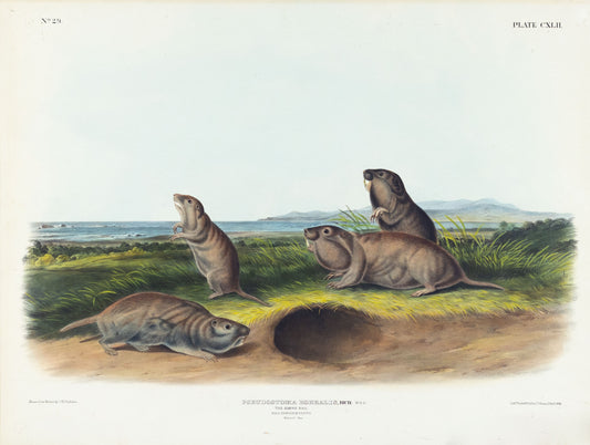 AUDUBON, John James (1785-1851), The Camas Rat, Plate 142