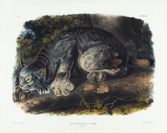 AUDUBON, John James (1785-1851), Canada Lynx, Plate 16
