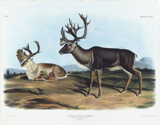 AUDUBON, John James (1785-1851), Caribou Or American Rein-deer, Plate 126