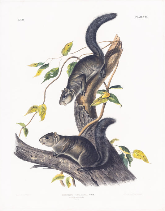 AUDUBON, John James (1785-1851), Collies Squirrel, Plate 104