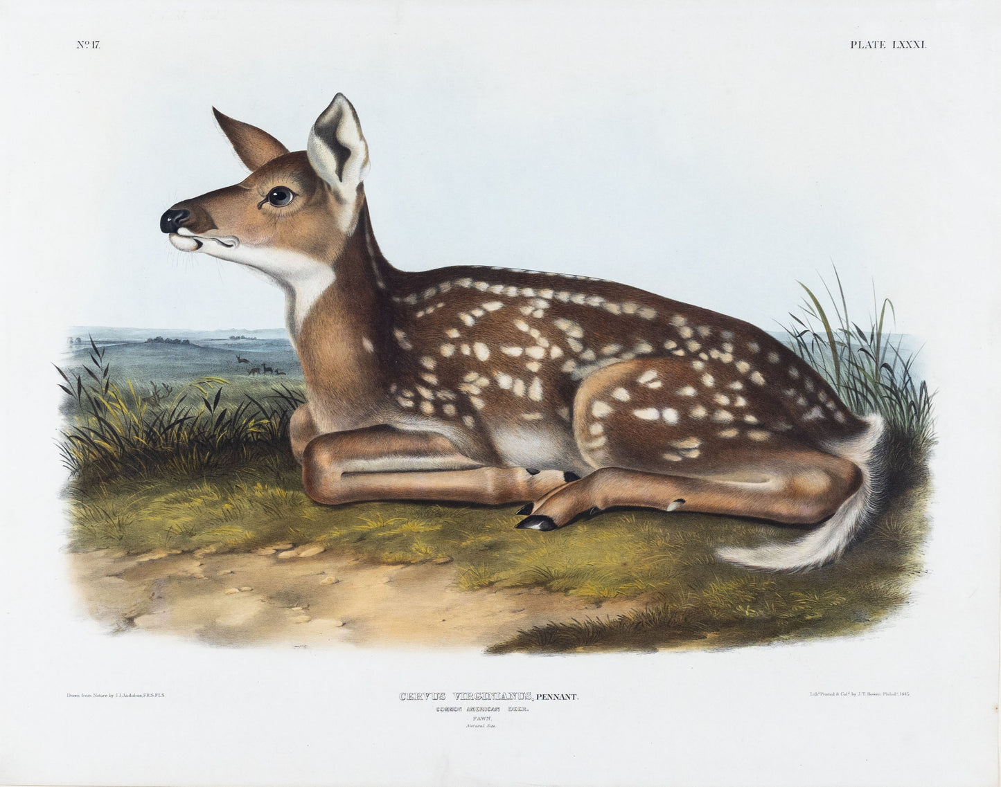 AUDUBON, John James (1785-1851), Common American Deer, Plate 136