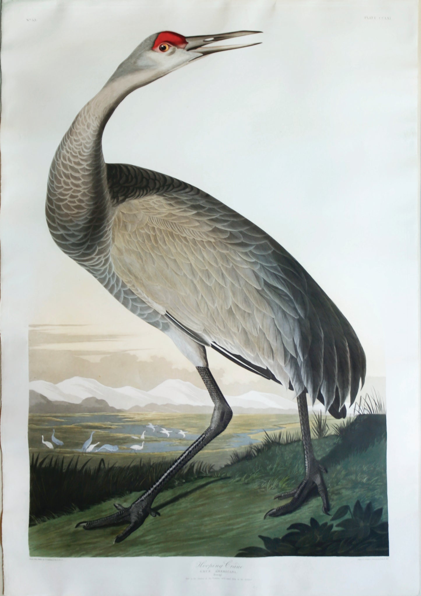 AUDUBON, John James (1785-1851). Pl. 261 Hooping Crane - Arader Galleries