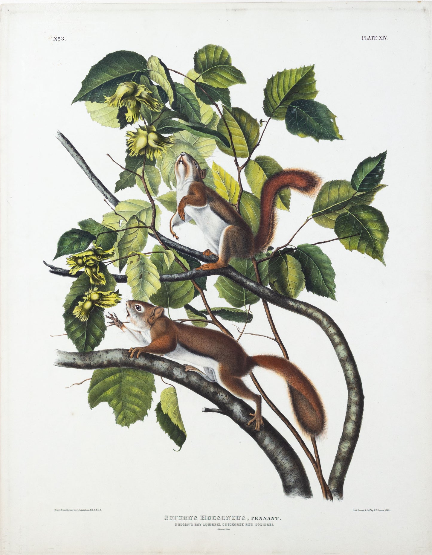 AUDUBON, John James (1785-1851), Hudson’s Bay Squirrel Chickaree Red Squirrel, Plate 14