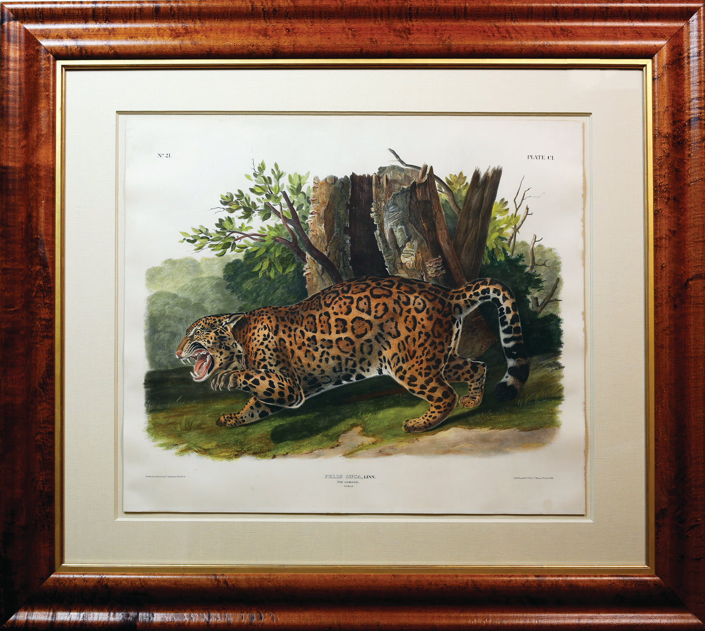 AUDUBON, John James (1785-1851), Plate 101, Jaguar
