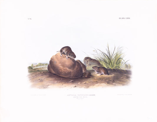 AUDUBON, John James (1785-1851), Lecontes Pine Mouse, Plate 80