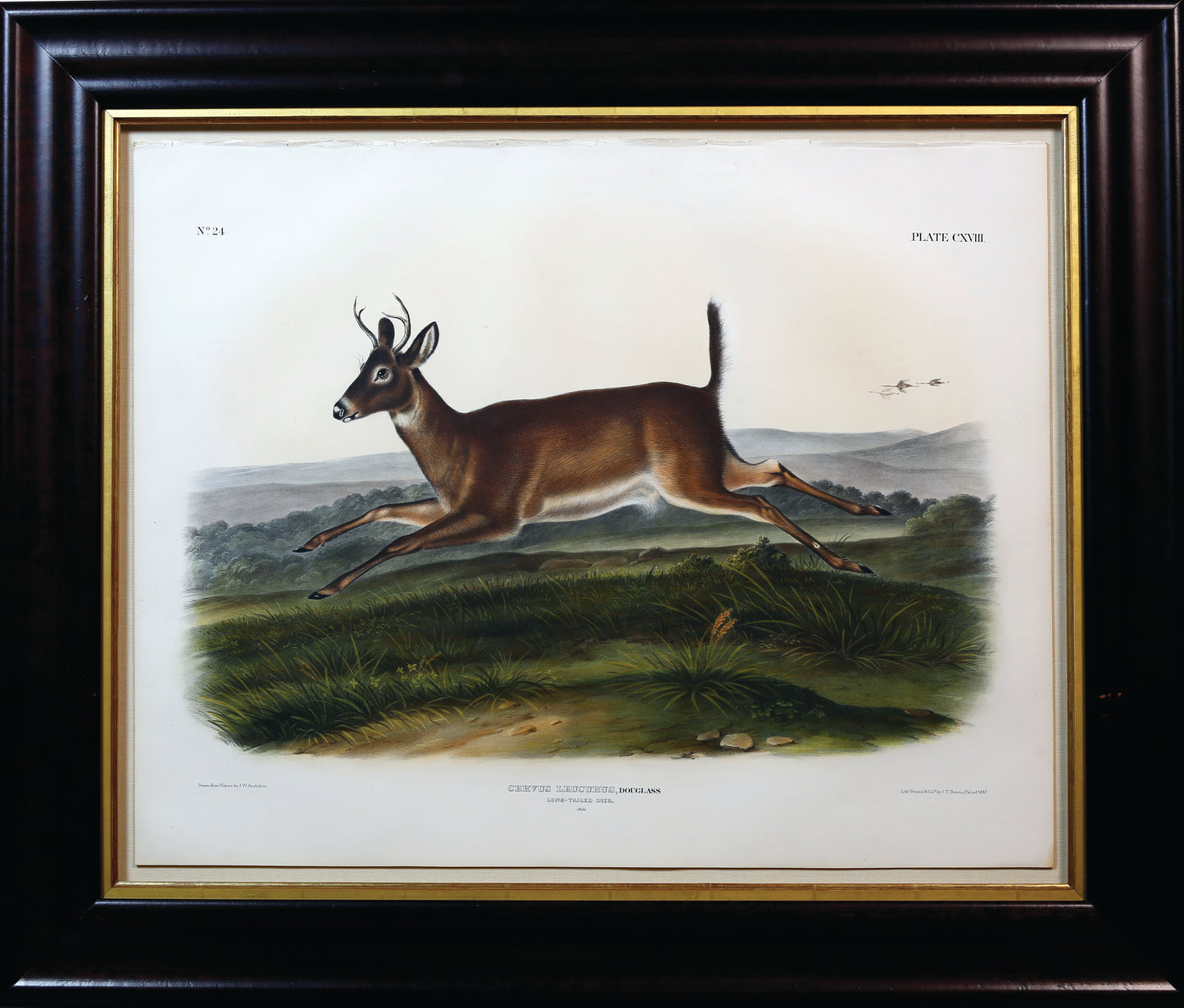 AUDUBON, John James (1785-1851), Plate 118, Long Tailed Deer