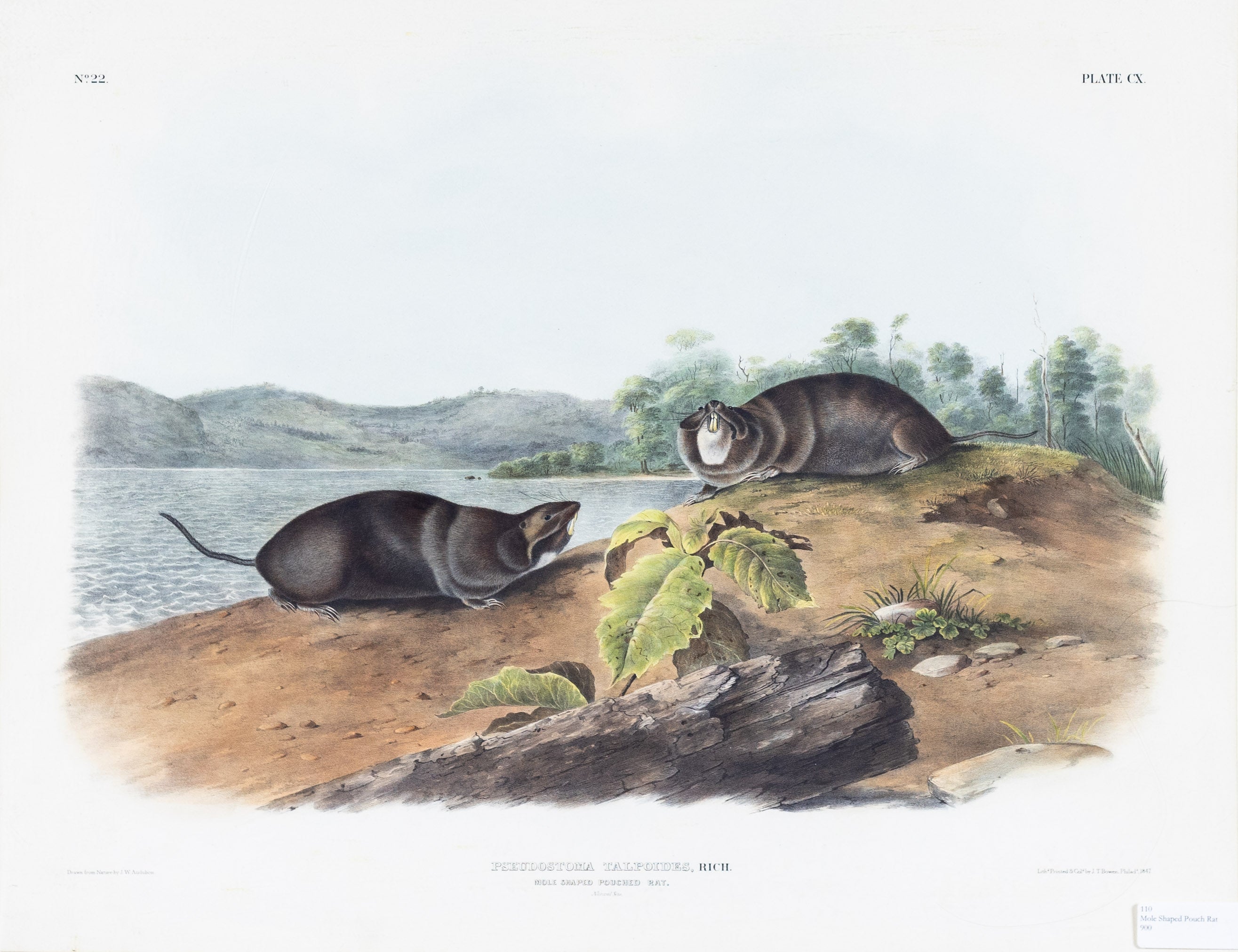 AUDUBON John James 1785 1851 Mole Shaped Pouched Rat Plate 110 audubon-john-james-1785-1851-mole-shaped-pouched-rat-plate-110