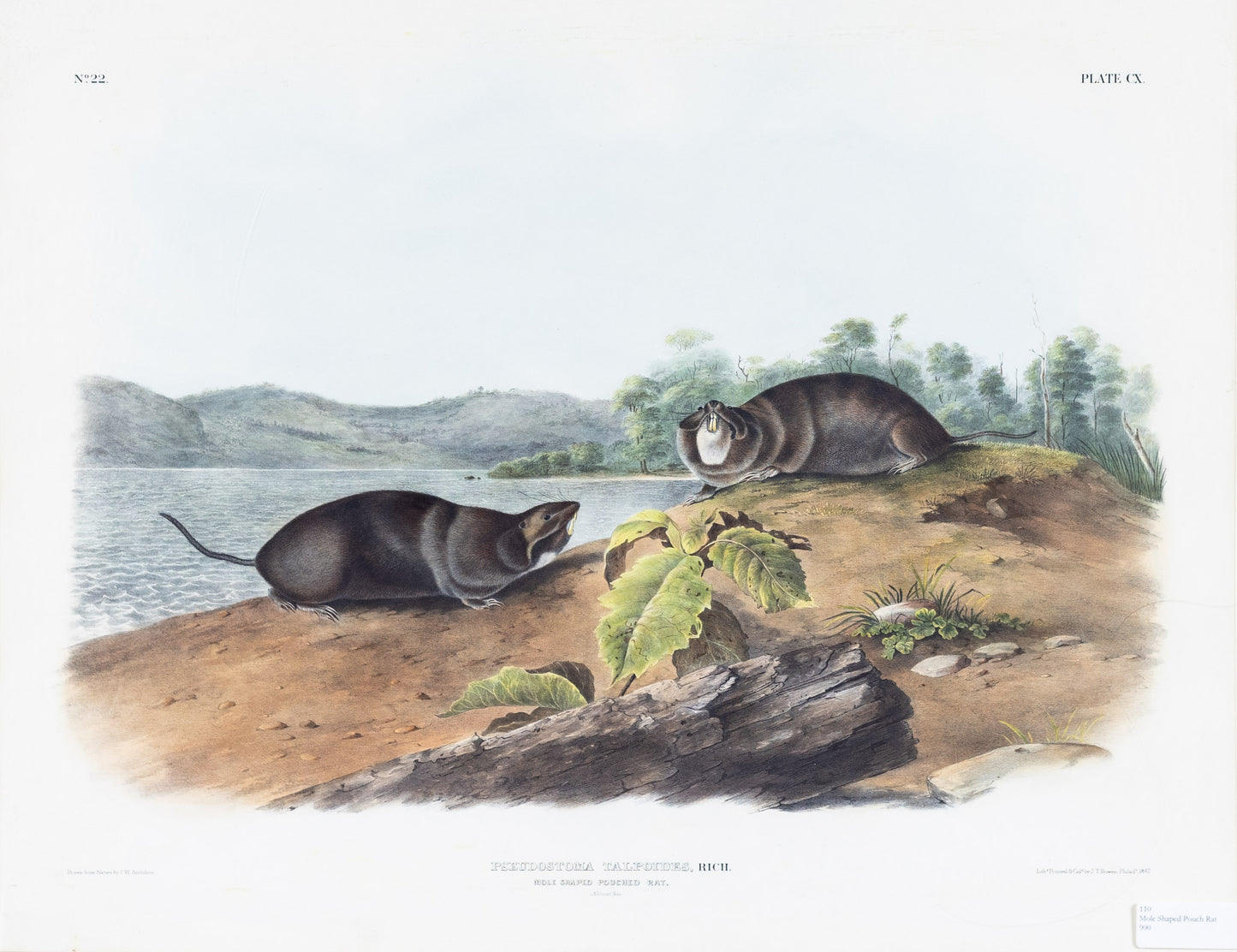 AUDUBON, John James (1785-1851), Mole Shaped Pouched Rat, Plate 110