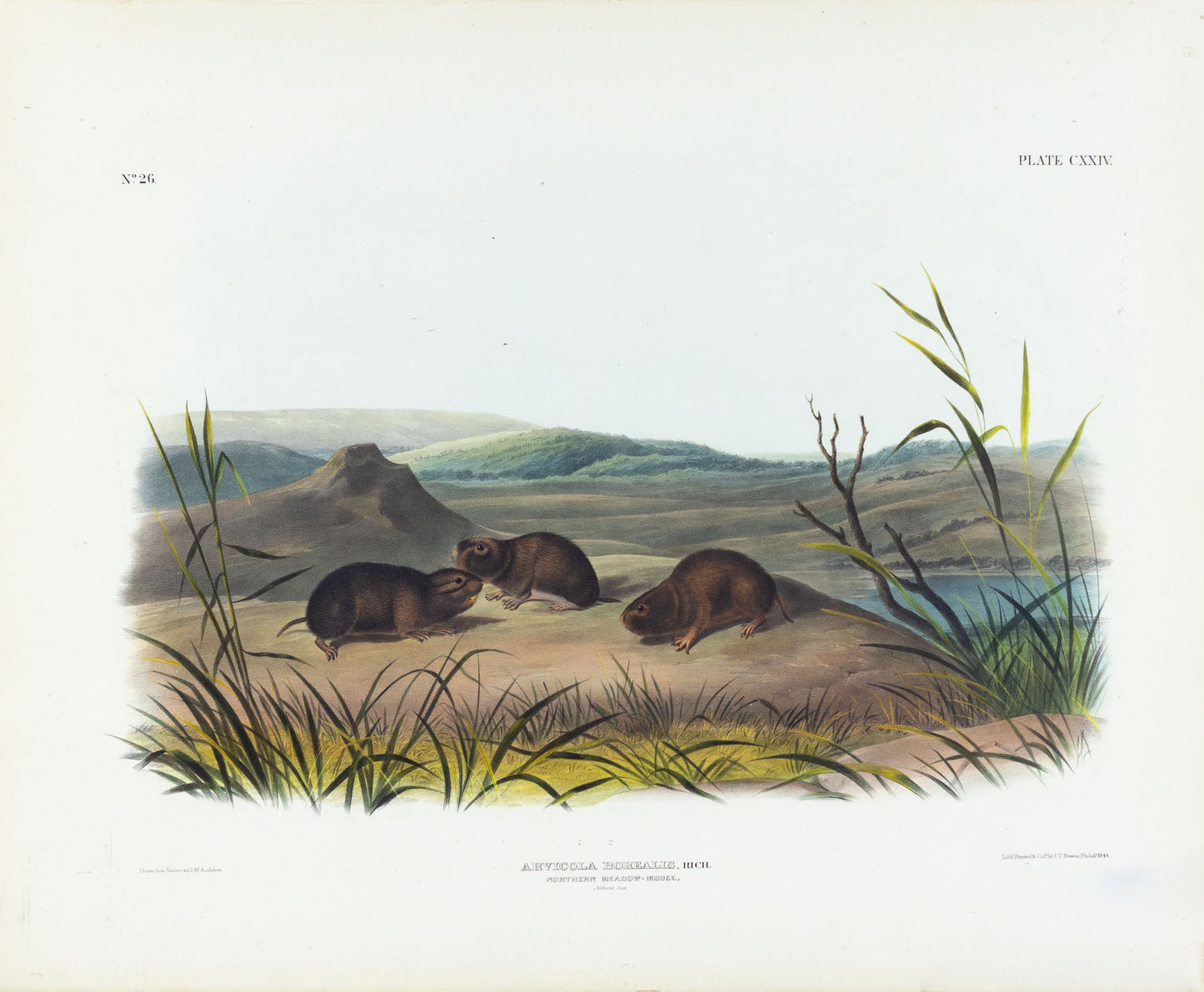 AUDUBON, John James (1785-1851) Northern Meadow-Mouse, Plate 124 [incorrect plate number]