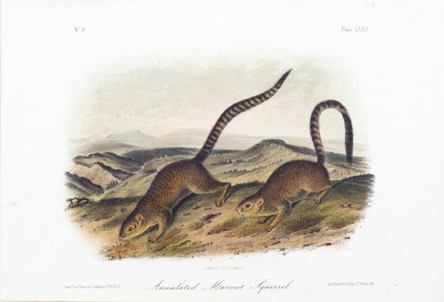 John James Audubon (1785-1851) Annulated Marmot Squirrel, Plate 79, Octavo